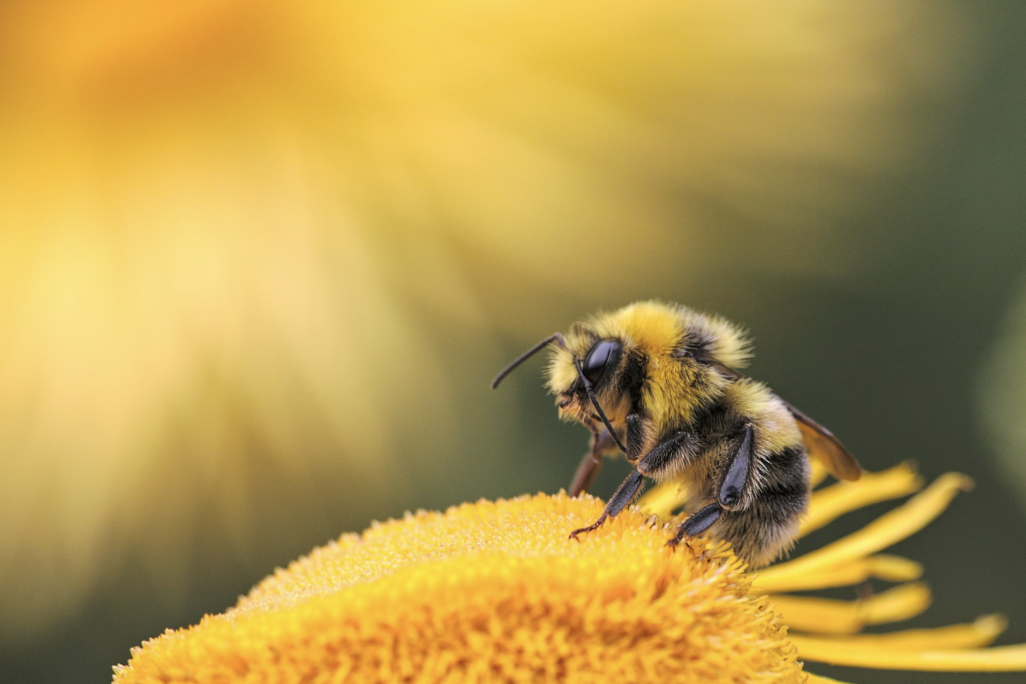 RUCHER DEZEL &ndash; local beekeeper